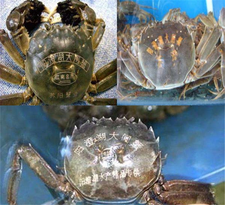 陽(yáng)澄湖大閘蟹噴碼 陽(yáng)澄湖大閘蟹噴碼